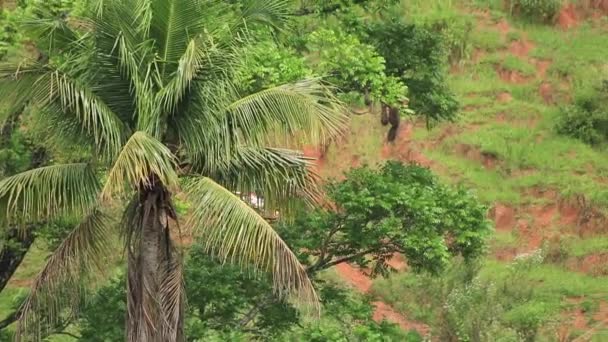 在巴西里约热内卢 一辆越野车一路走来的远观 — 图库视频影像