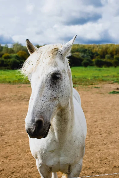 Zbliżenie Portret Białego Konia Ranczu — Zdjęcie stockowe