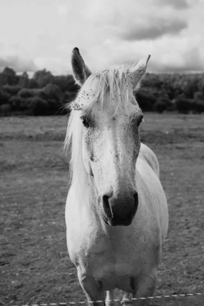 牧场上一匹白马的黑白特写 — 图库照片