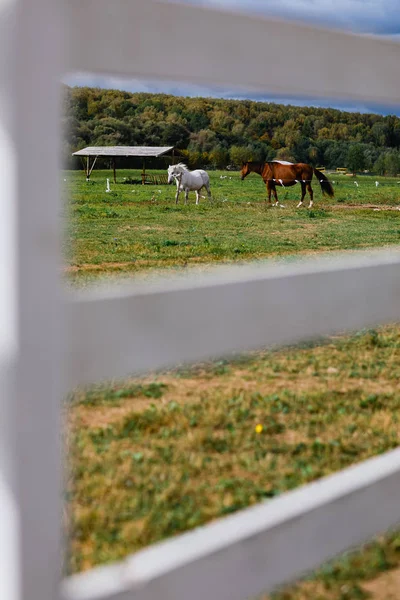 Dwa Konie Pasą Się Ranczu — Zdjęcie stockowe