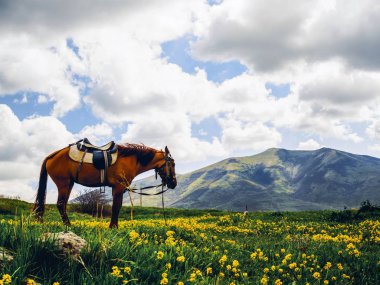 Ermenistan güzel çiçekli tepede yalnız at