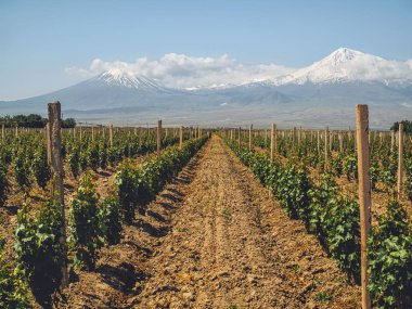 rows of bushes on agriculture field with mountains on background, Armenia clipart
