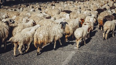 herd of adorable white sheep walking on road, Armenia clipart