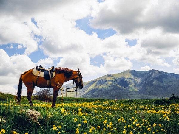 одинокая лошадь на красивом цветущем холме, Армения
