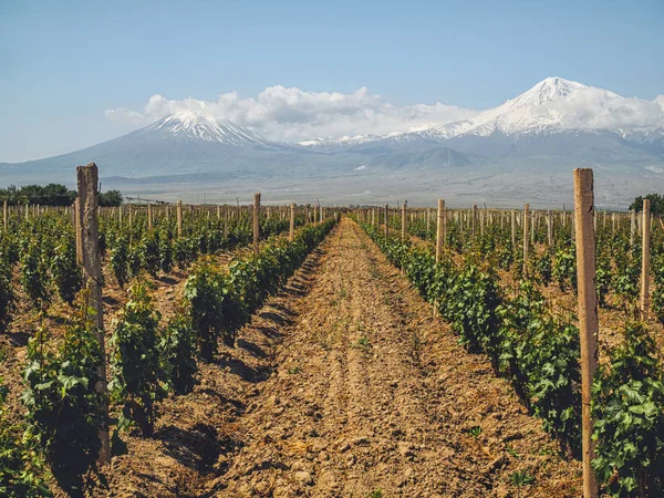 Filas Arbustos Campo Agrícola Con Montañas Fondo Armenia — Foto de Stock