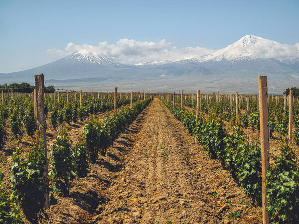 rows of bushes on agriculture field with mountains on background, Armenia