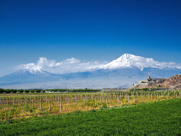 rows of green plants on agriculture field with mountains and castle on background, Armenia