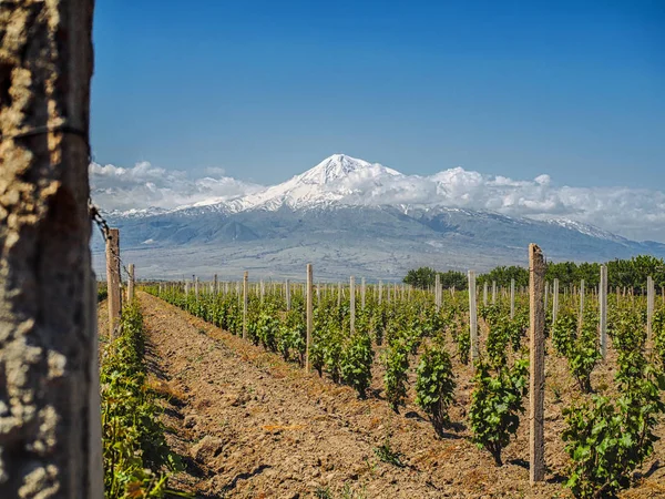 Filas Plantas Verdes Campo Agricultura Con Montañas Fondo Armenia — Foto de Stock