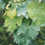 Primo piano di foglie di vite con puntini bianchi in vigna in georgia