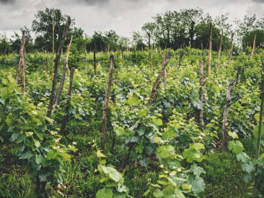 beautiful green vineyard and trees in georgia  clipart