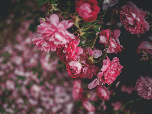 селективный фокус красивых розовых роз в саду в Джорджии
