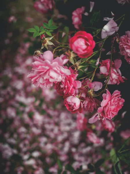 Prachtige Roze Rozen Tuin Georgië — Stockfoto