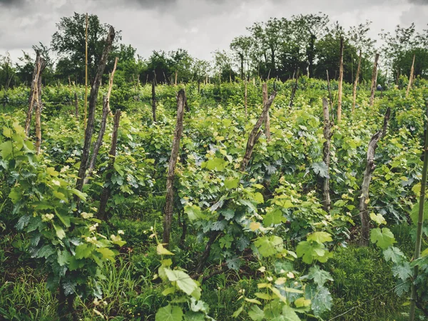 Mooie Groene Wijngaard Bomen Georgië — Gratis stockfoto