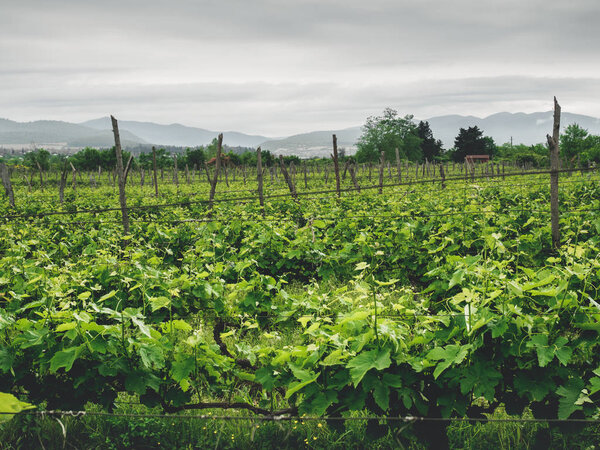 beautiful green vineyard with mountains on background in georgia 