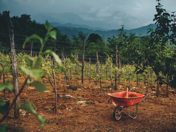 Hermoso Viñedo Cielo Tormentoso Carro Suelo Georgia Fotos De Stock Sin Royalties Gratis