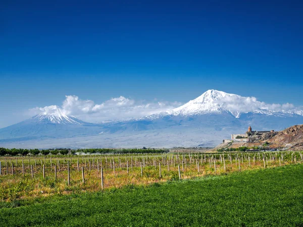 Reihen grüner Pflanzen auf landwirtschaftlichem Feld mit Bergen und Burg im Hintergrund, Armenien — Stockfoto