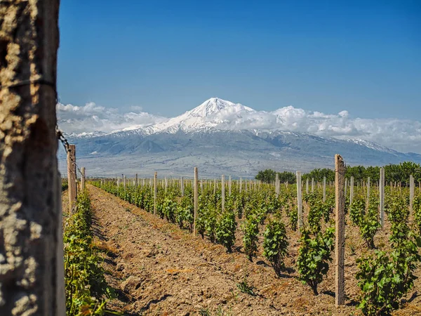 Filas de plantas verdes en el campo de agricultura con montañas en el fondo, Armenia - foto de stock