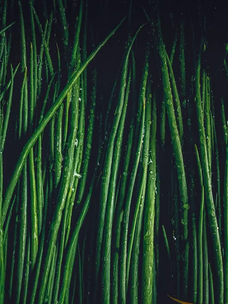 Sprouts — Stock Photo