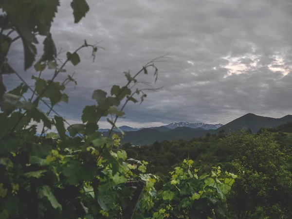 Beautiful green leaves of vineyard and stormy sky above mountains in georgia — Stock Photo
