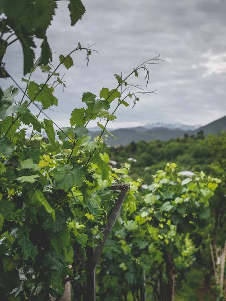 Belas folhas verdes de vinhedo e céu tempestuoso em georgia — Fotografia de Stock