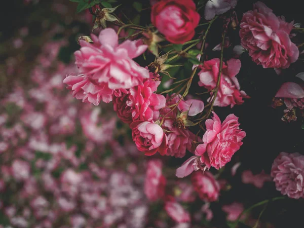 Selective focus of beautiful pink roses in garden in georgia — Stock Photo