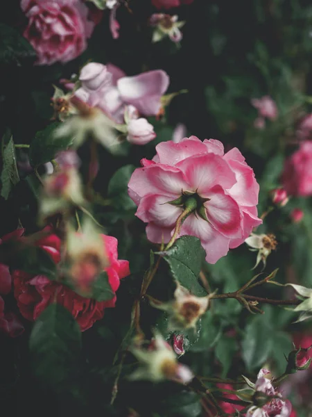 Beautiful pink roses and green leaves in garden in georgia — Stock Photo