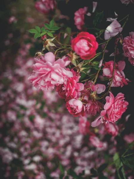 Hermosas rosas rosadas en el jardín en Georgia - foto de stock