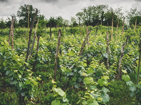 Beau vignoble verdoyant et arbres en géorgie — Photo de stock
