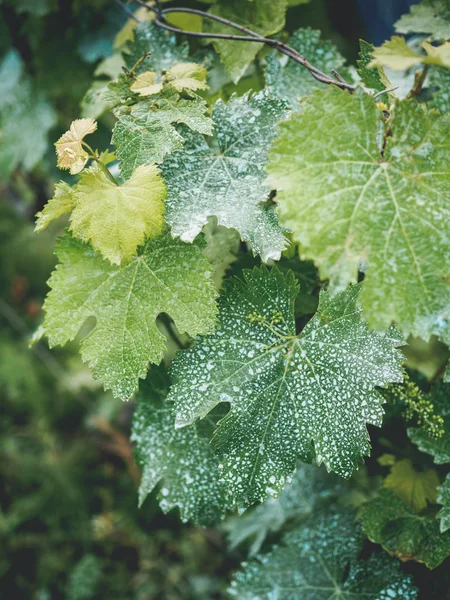 Крупним планом листя винограду з білими цятками в винограднику в Грузії — стокове фото