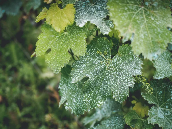 Листя лози з білими цятками в винограднику в Грузії — стокове фото
