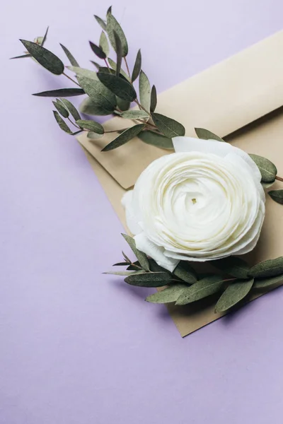 Bela Flor Ranúnculo Branco Com Galhos Verdes Envelope — Fotografia de Stock