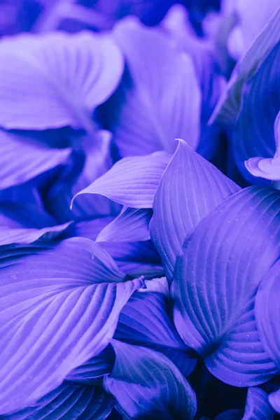 Творческий Фон Фиолетовых Листьев Крупный План — стоковое фото