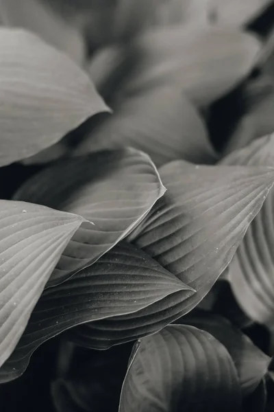 Background Fresh Leaves Closeup Black White — Free Stock Photo