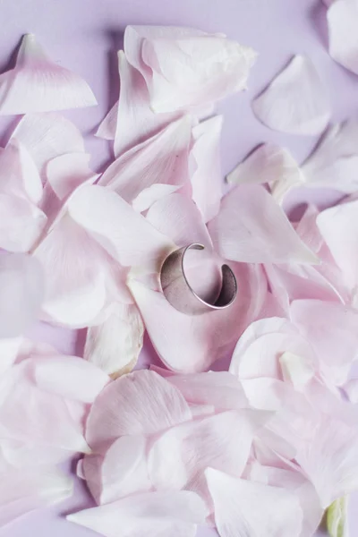 Πέταλα Από Τρυφερό Ροζ Λουλούδια Και Δαχτυλίδι Ροζ Φόντο — Φωτογραφία Αρχείου