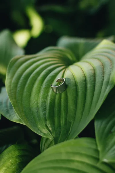 新鮮な緑の葉とリング マクロのテクスチャ — ストック写真