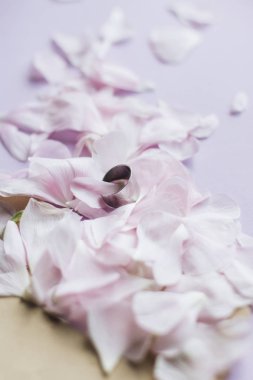 yaprakları yumuşak pembe çiçek ve pembe bir arka plan üzerinde halka