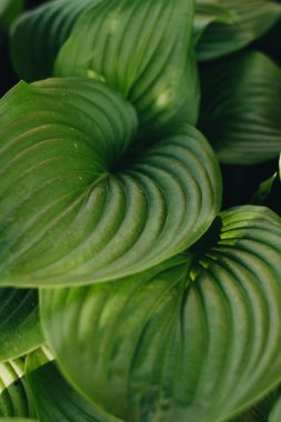 Taze yeşil yaprakların dokusu, makro 