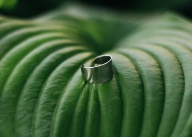 taze yeşil yaprakları ve yüzük, makro doku 