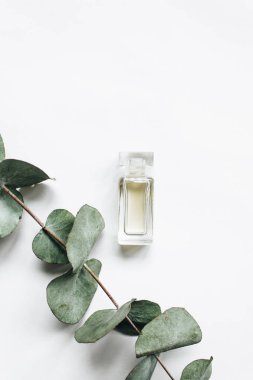 perfume bottle and eucalyptus twig on white background, flat lay  clipart