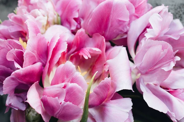 Piękne Różowe Tulipany Szablon Karty Pozdrowieniami — Zdjęcie stockowe