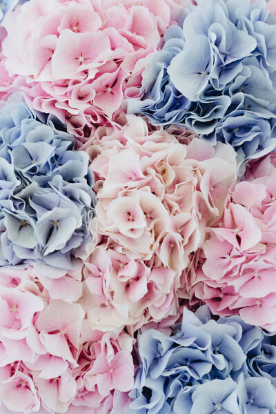 Beautiful spring bouquet with tender pink and blue hydrangea flowers — Stock Image Beautiful Spring Bouquet Tender Pink Blue Hydrangea Flowers Royalty Free Stock Images