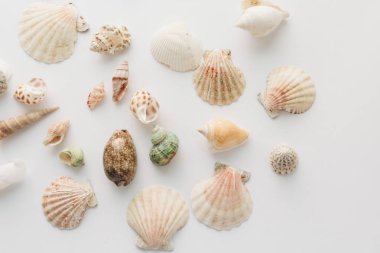 Beyaz arka planda güzel deniz kabukları yığını