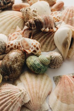 Beyaz arka planda güzel deniz kabukları yığını