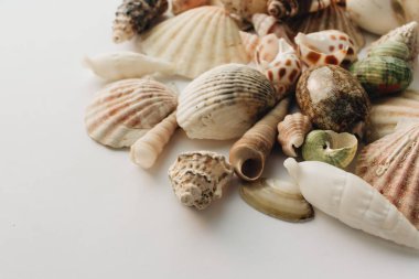 Beyaz arka planda güzel deniz kabukları yığını