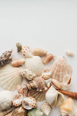 Beyaz arka planda güzel deniz kabukları yığını