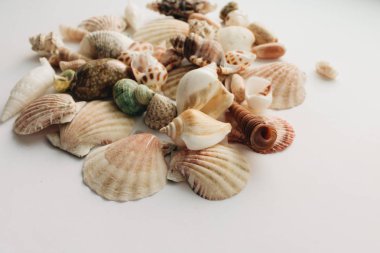 Beyaz arka planda güzel deniz kabukları yığını