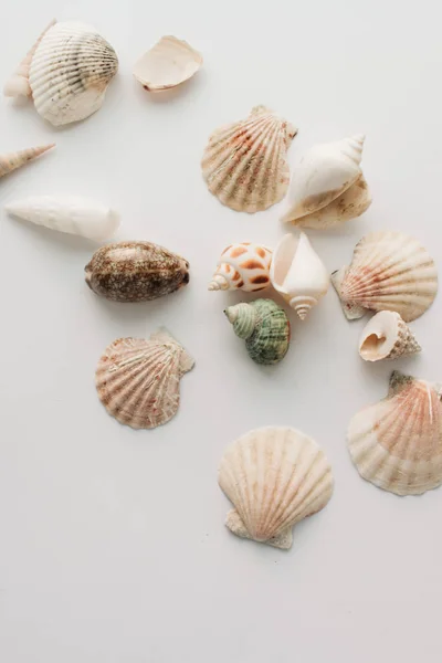 Haufen Schöner Muscheln Auf Weißem Hintergrund — Stockfoto