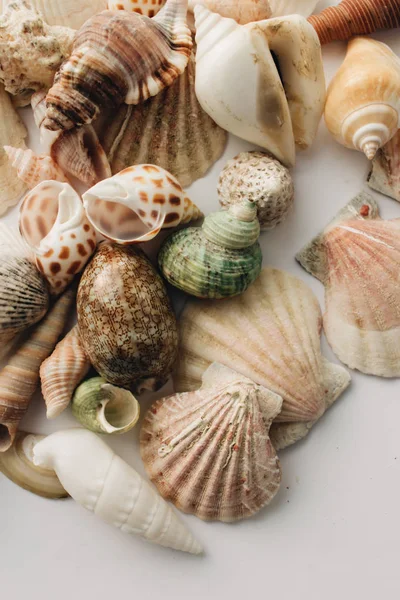 Haufen Schöner Muscheln Auf Weißem Hintergrund — Stockfoto