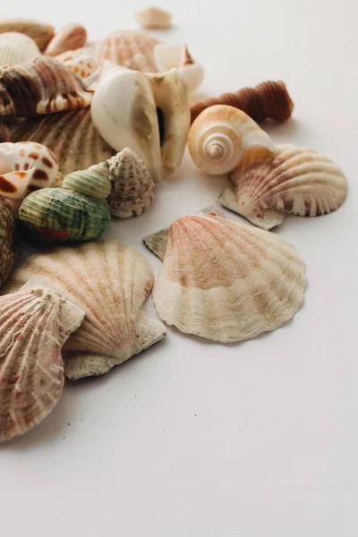 Haufen Schöner Muscheln Auf Weißem Hintergrund — Stockfoto