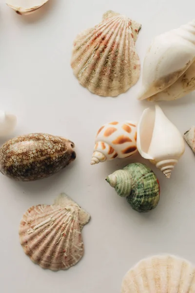 Haufen Schöner Muscheln Auf Weißem Hintergrund — Stockfoto